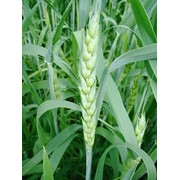 Семена пшеницы яровой мягкой Тризо, Элита