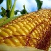 Семена кукурузы импортной и отечественной селекции фото