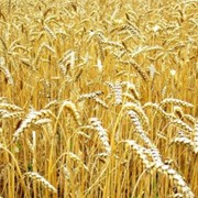 Культуры зерновые зерно фуражное продам в черкасской области фото