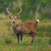 Охота на беломордого оленя в Китае фото