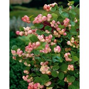 Снежноягодник Symphoricarpos d. Mother of Pearl, h см 45-60 фотография