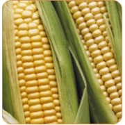 Семена кукурузы венгерского производства IKR BABOLNA