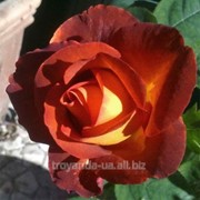 Саженец розы Кофе Брейк фото