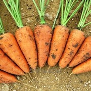 Морковь Санта Круз фотография