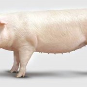 Комбикорм для свиноматок холостых и 1-го периода супоросности