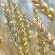 Пшеница озимая Скипетр