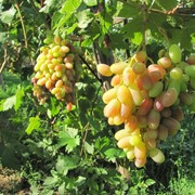 Элитные сорта винограда