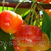 Саженец плодовых ягодных деревьев черешни приусадебная