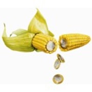 Семена кукурузы в Украине:Пионер 3978М, Дружба С, СО-125МВ, Б234-МВ, СО-125МВ фото