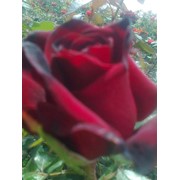 Саженцы красных роз фото