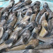 Свежемороженая Азовская рыба фото