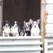 Загородная передержка для собак в Лен.обл фото