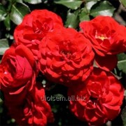 Роза Cordula фото