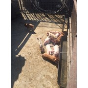 Мясо свинины домашнец фотография