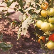 Семена помидоров Император киевский F1 фото