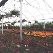 Теплицы садовые фото