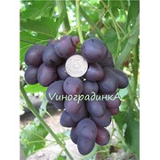 Саженцы винограда (сорт Дунав) фотография
