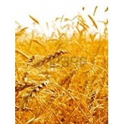 Семена озимой пшеницы Годувальница (1репродукция и элита ) фото