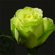 Розы Лимбо фото