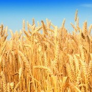 Озима пшениця Віген Р 2 фото