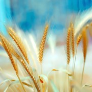 Продаем зерновые культуры: пшеница, рожь, кукурузу, овес, просо, пшено рис, сою, рапс, подсолнечник. фотография