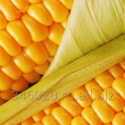 Гибриды семян кукурузы Сингента
