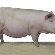 Свиноматка Топигс 90
