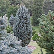 Ель колючая Изели Фастигиата (Picea pungens 'Iseli Fastigiatа') фото
