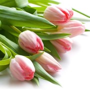 007_ Нежно-розовые тюльпаны фото