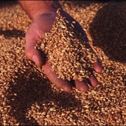 Переработка зерновых на крупу, переработка зерна, зерно, закупка зерна, переработка зерна на крупу, Украина фото