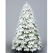 Ель Сибирская 2 (снег), высота: 220 (см) фото