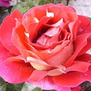Роза чайно-гибридная “Кроненбург“ (саженец с ЗКС) фотография