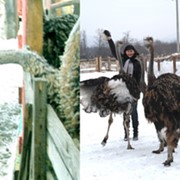 Индивидуальная экскурсия в вольер!