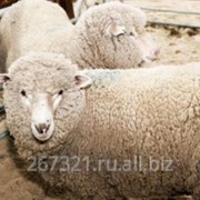 Шерсть овечья кроссбред 50