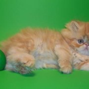 Котенок персидский фото