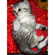 Элитные клубные котята редких окрасов ВИСКАС фотография