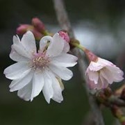 Вишня зимняя Prunus subh. Autumnalis обхват ствола 12-14 фото