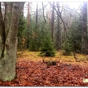 Продаётся участок в маленькой деревне на территории заповедника Беловежская пуща фото