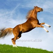 Комплекс витаминно-минеральный для лошадей Лактобифадол фото