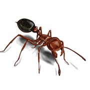 Nimicirea furnicilor Belnis фото