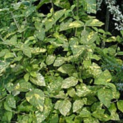 Калина Гордовина Ауреовариегата (Viburnum lantana 'Aureovariegata') фото