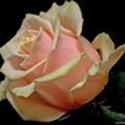 Роза чайная фото