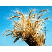 Семена зерновых культур фотография