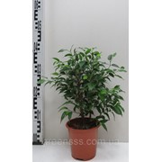 Фикус Kinki фото