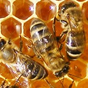 Мёд из степного разнотравья, фото