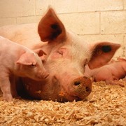 Премикс 4% для лактирующих свиноматок, Германия фото