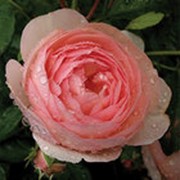Розы английские фото