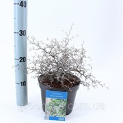 Корокия кизильниковая -- Corokia cotoneaster