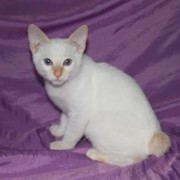 Котята меконгского бобтейла фото