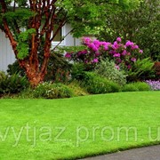 Насіння трава газонна “Гарден“ фотография